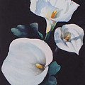 The calla lilies are in bloom again